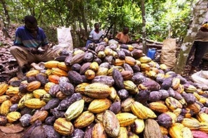 Нигерия удвоит производство какао к 2014 году