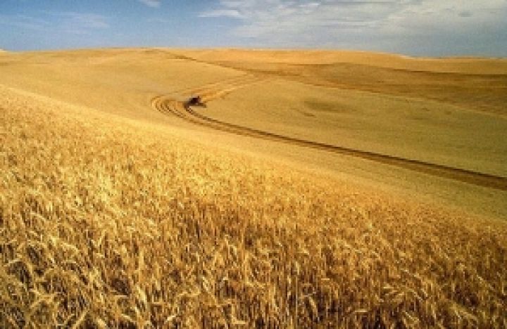Россия. Урожай зерновых прогнозируется на 23 млн. тонн меньше прошлогоднего