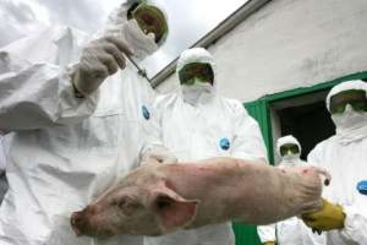 Минсельхоз России разработал правила борьбы с африканской чумой свиней