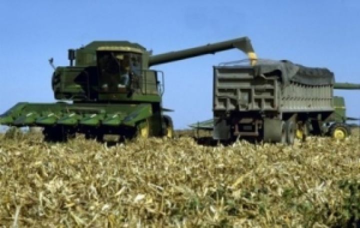 Урожайность кукурузы в Украине значительно снизилась