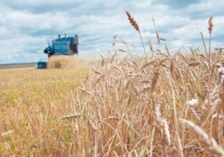 Украина экспортировала 1,2 млн. тонн пшеницы — Присяжнюк