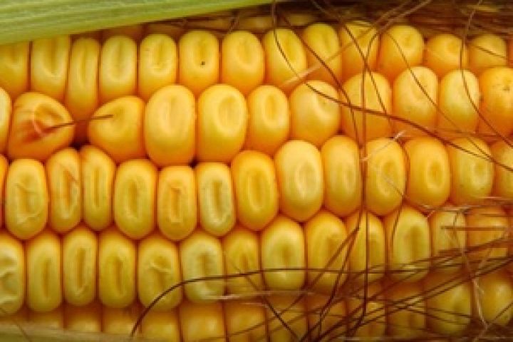 Россия. Ввоз ГМО-кукурузы приостановлен 