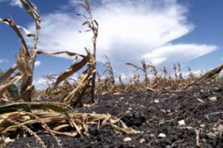 Юг Украины из-за засухи потерял половину урожая зерна