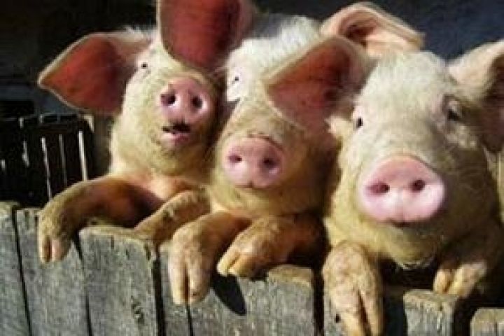 Через рост цен на корма в США увеличился забой свиней 