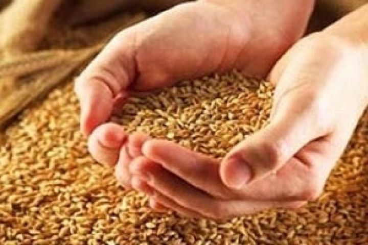 Пшеничные котировки в мире резко увеличились 
