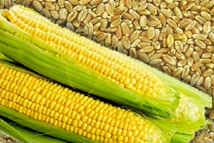 Запасы кукурузы и пшеницы в США ниже ожидаемых