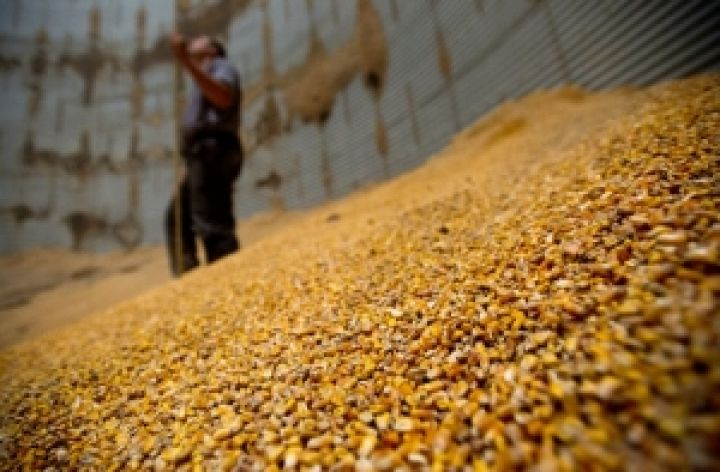 IGC повысил прогноз  производства зерновых в Украине