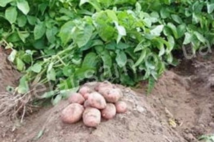 Засуха погубила половину латвийского урожая картофеля