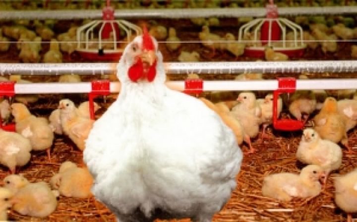 Экологи хотят проверить проект строительства птицефабрик на Винничине
