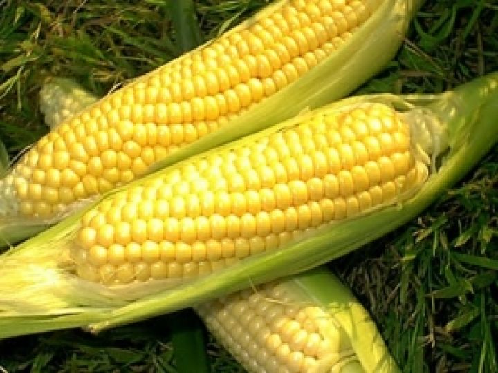Аргентина может собрать рекордный урожай кукурузы 