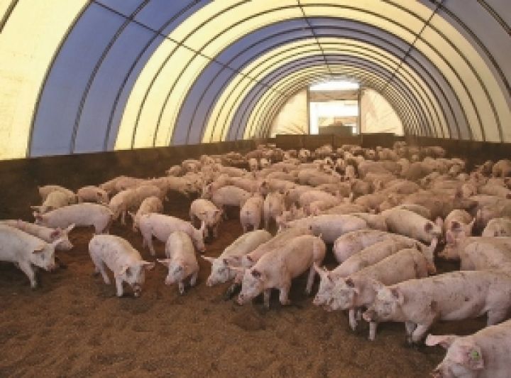 Агрокорпорация Агро-Союз получила кредит на развитие свиноводства