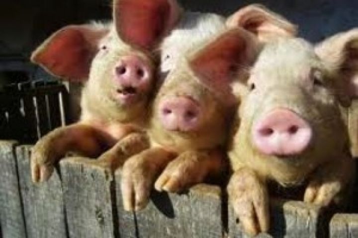 Китай сокращает импортные закупки свинины 
