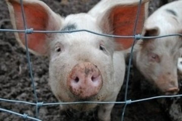 В ЕС сокращается поголовье свиней 