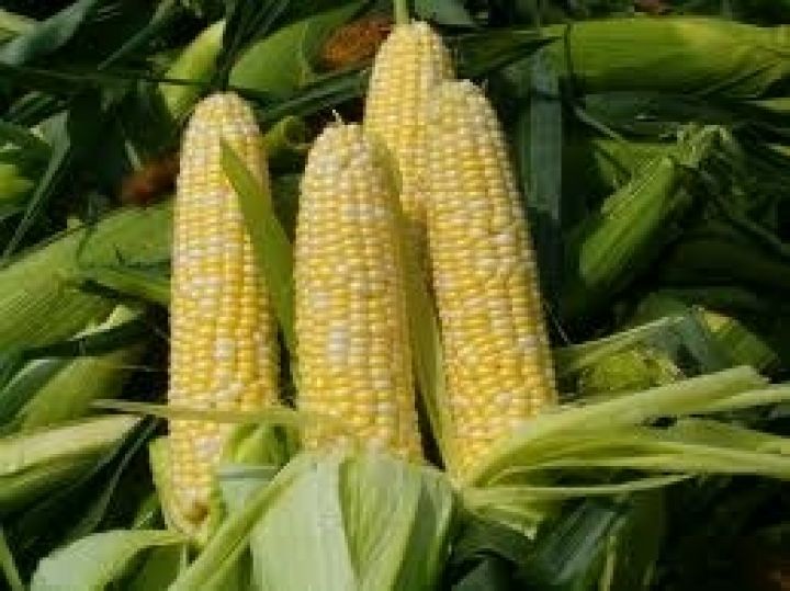 Бразилия наращивает экспорт кукурузы 