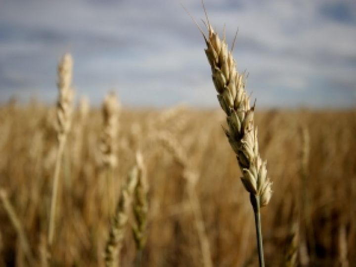 Украинская пшеница пользуется спросом