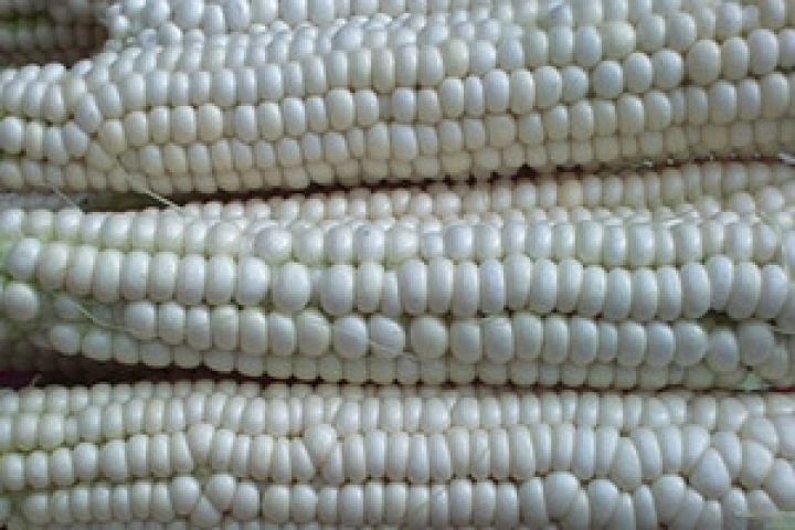 Экспорт белой кукурузы из ЮАР вырос до 45,51 тыс. тонн