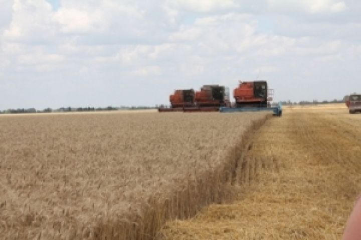 Нынешний урожай — третий по величине за годы независимости Украины 