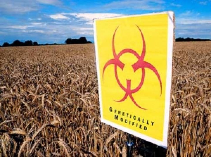 В украинском зерне находят ГМО