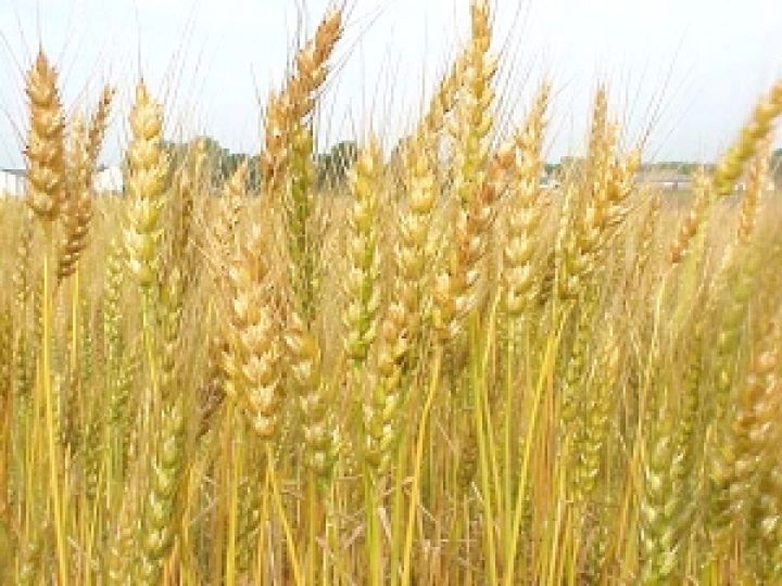 Канада. Производство пшеницы может достичь 27 млн. тонн
