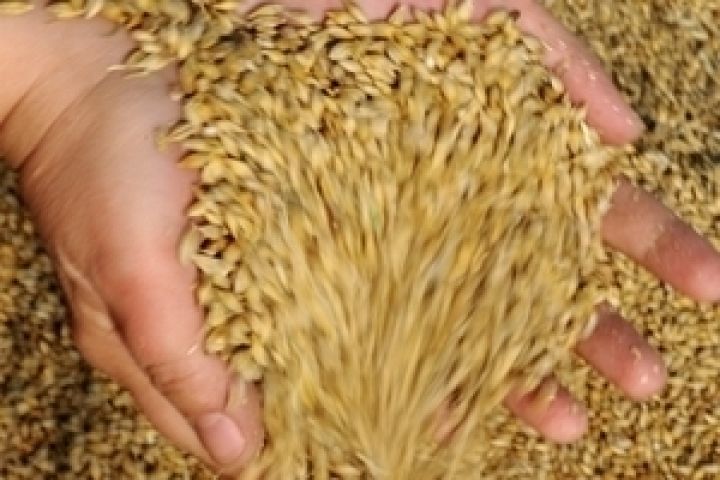  Россия начала реализацию зерна из госфонда 