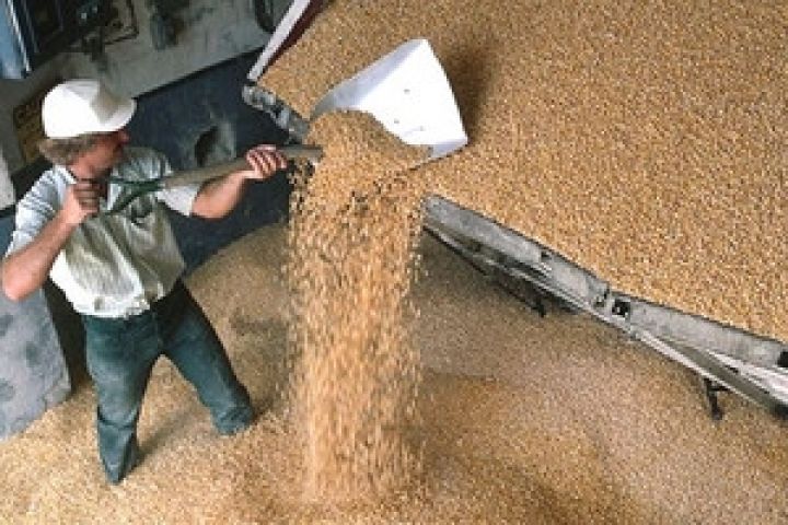 Россия. Зерновые интервенции, по прогнозу, начнутся 23 октября