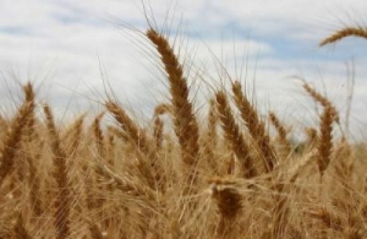 Глобальное потепление может помочь украинским аграриям в борьбе за урожай