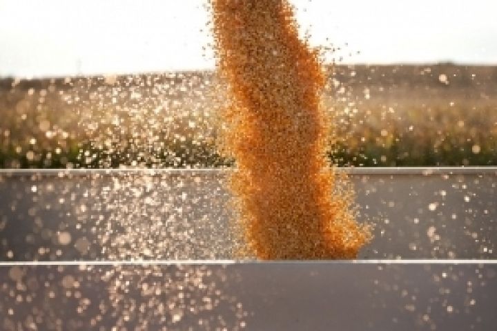 Нибулон завершает уборку поздних зерновых культур 
