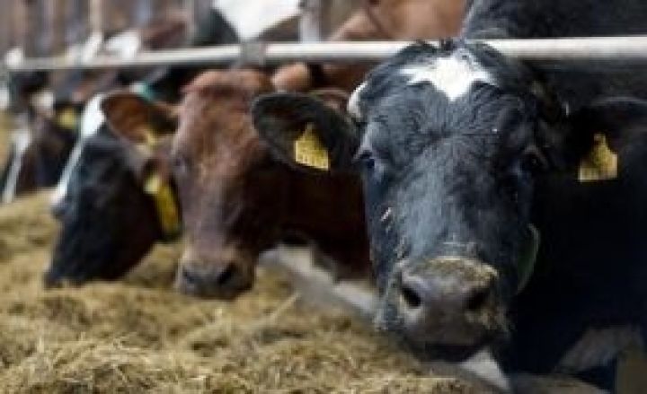Агрокомпания Alpcot Agro увеличила суточное производство молоко на 25%