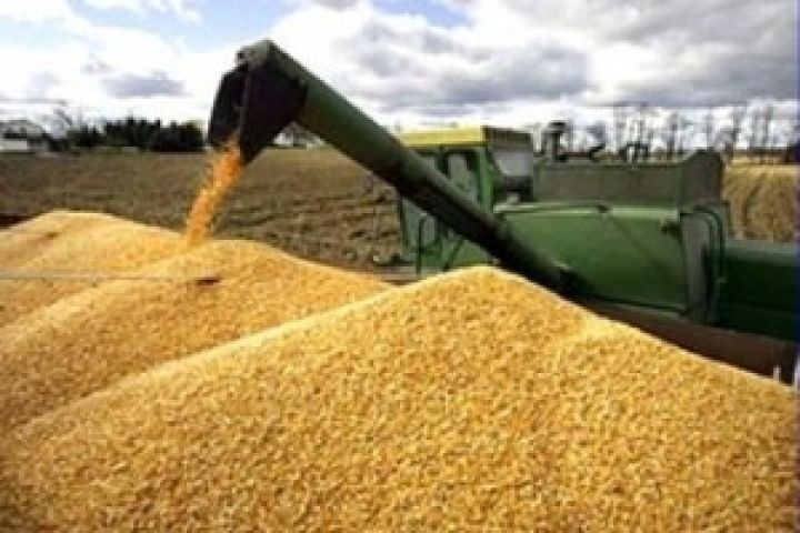 Пшеница дорожает на мировых рынках