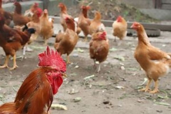Мексика. Государство направит 20 млн. долларов пострадавшим от птичьего гриппа хозяйствам