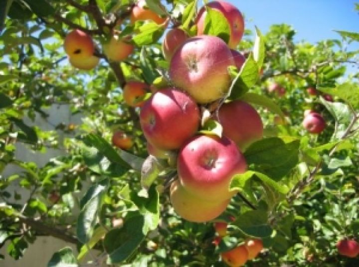 Азербайджан. Урожай яблок в два раза превышает прошлогодний 