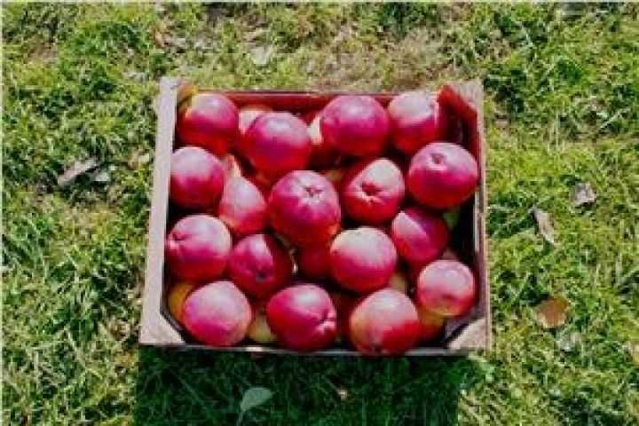 Польша оттеснила Молдову по экспорту яблока в Россию
