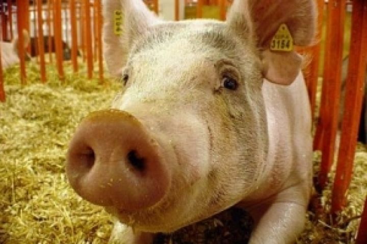 Прилуки-ГарантБуд получил кредит на развитие свиноводства