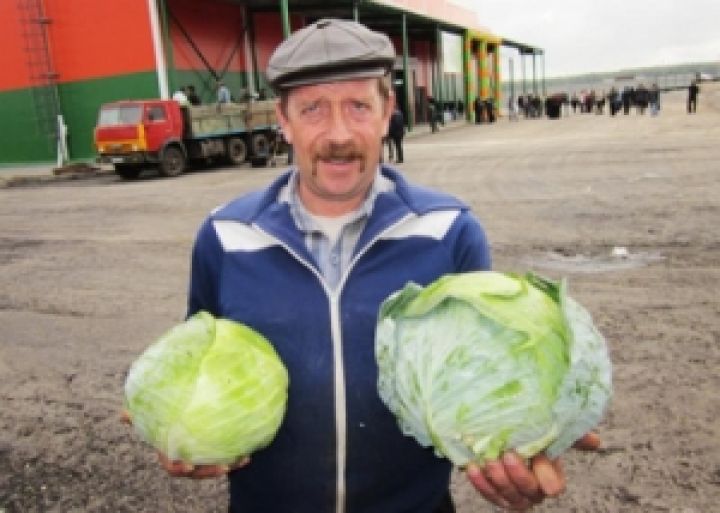 Цены на капусту в Украине выросли до максимумов за последние несколько лет 