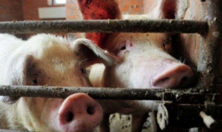 В агрофирме Благост зафиксирована гибель свиней 