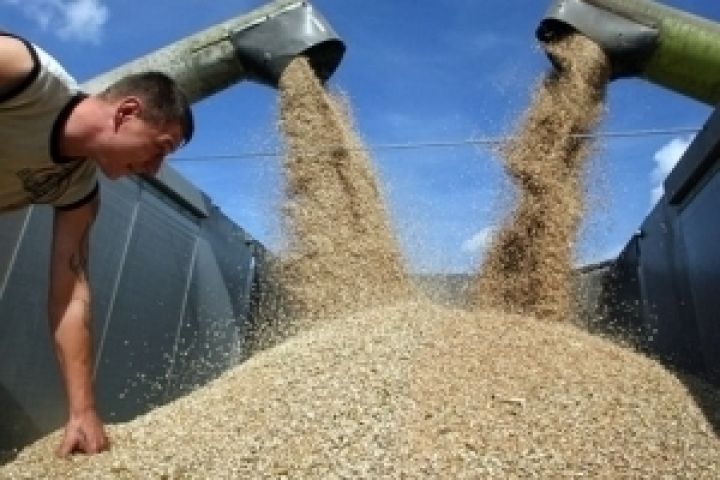 Минсельхоз РФ отрапортовал о 8 млн. тонн зерна на экспорт 