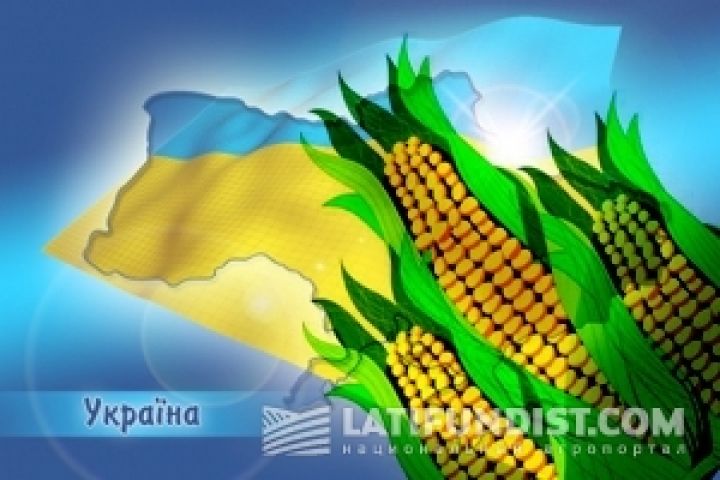 Украина теряет на экспорте кукурузы 80% возможной прибыли