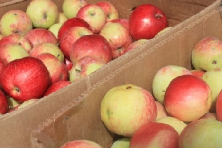 В России зафиксированы самые низкие цены на яблоки за последние 3 года