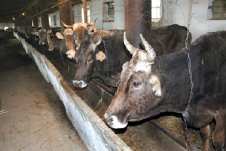 Поголовье скота на американских откормплощадках снижается 