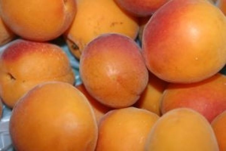 Таджикистан наращивает экспорт абрикосов 