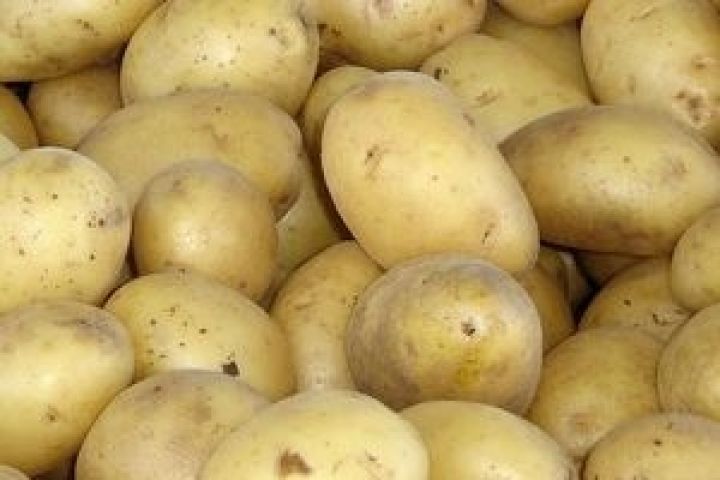 Таджикистан. Урожай картофеля увеличился более чем на 20%