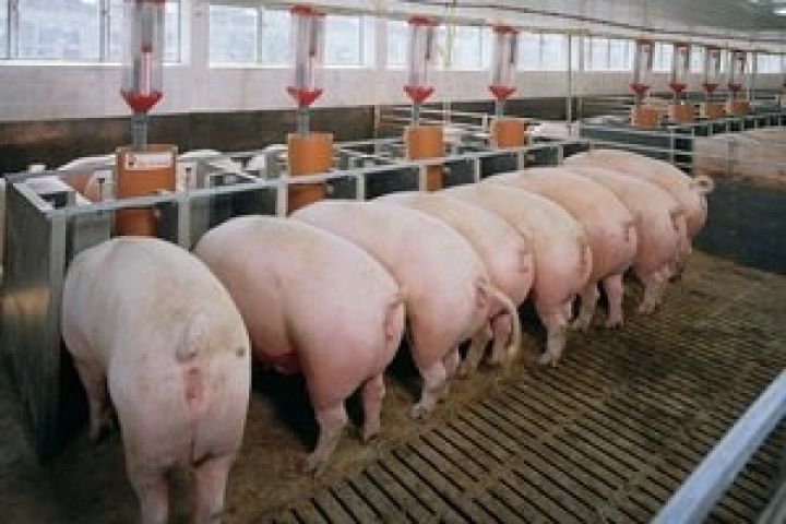 Российский агрохолдинг построит вторую очередь свинокомплекса в Полтавской области