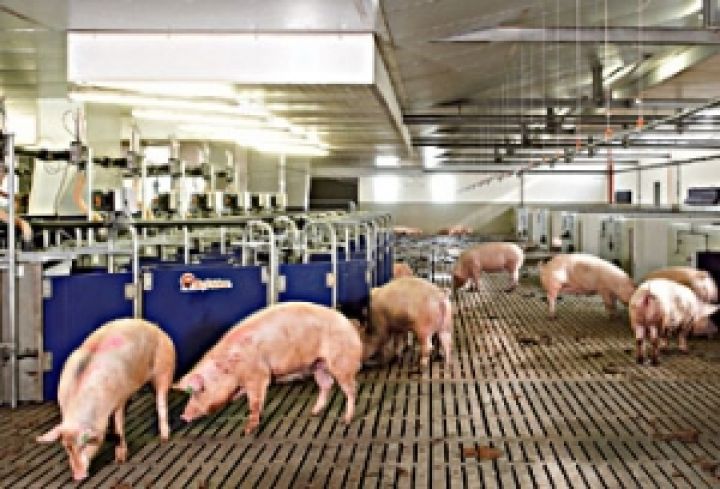 На Львовщине открыли современную европейскую свиноферму на 2,5 тыс. свиней