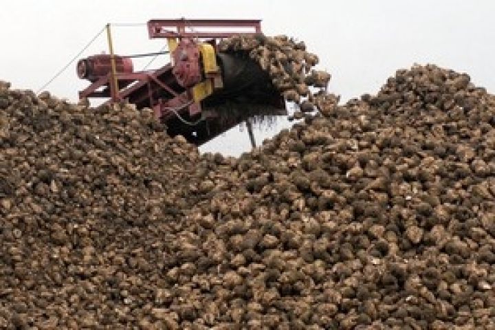 Беларусь собрала 3,4 млн. тонн сахарной свеклы 