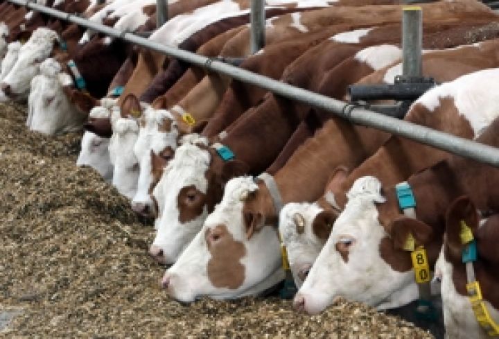 Украине впервые за 20 лет удалось стабилизировать поголовье скота