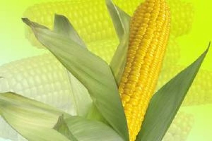 В Перу появился новый сорт кукурузы
