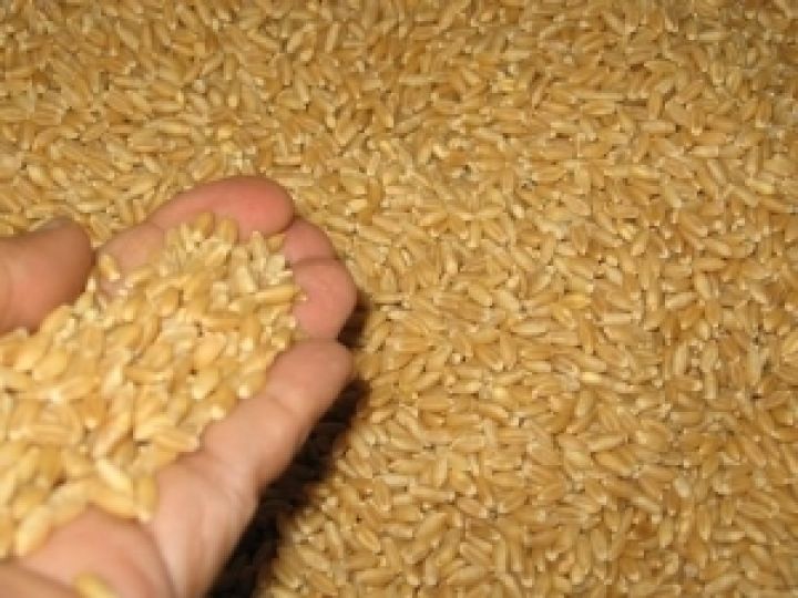 Мировые запасы зерна катастрофически низки – ООН