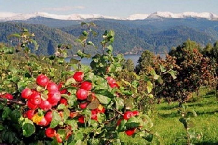 Македония ожидает рекордный урожай яблок 