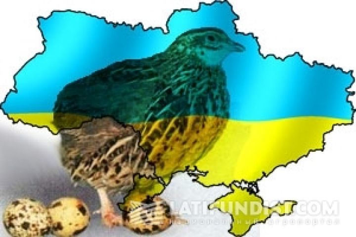 В Украине планируют развивать органическое  перепеловодство