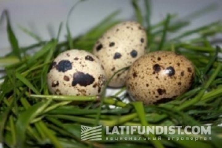 Потребность Украины в перепелиных яйцах обеспечена только на 30–50%